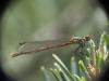 Pyrrhosoma nymphula